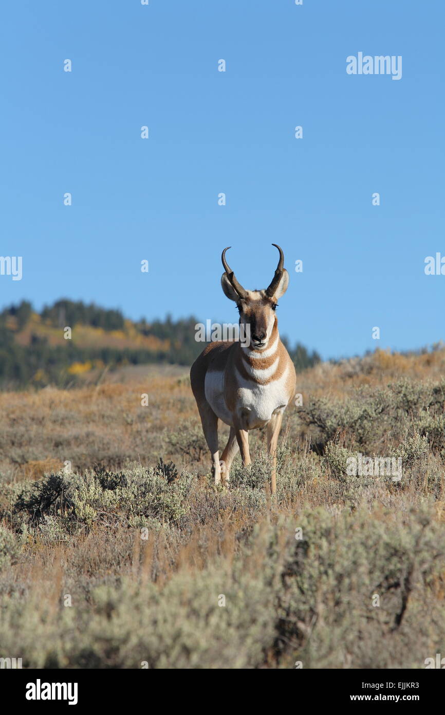 Pronghorn antelope buck in piedi nel campo sagebrush Foto Stock