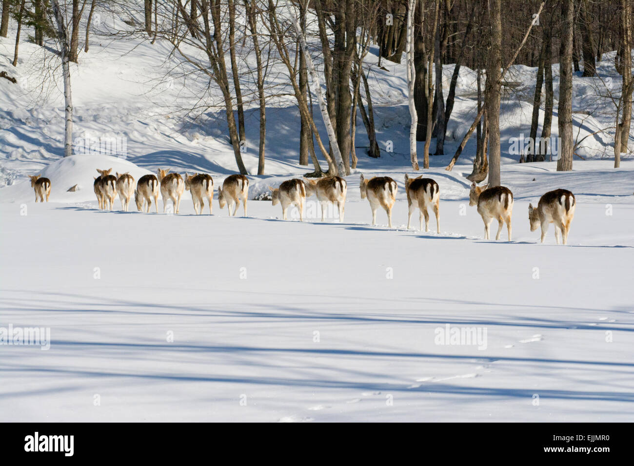 Una stringa di Daini in inverno presso Omega Park. Foto Stock