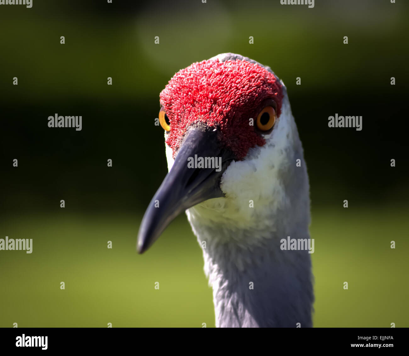 Sandhill gru, Florida, Stati Uniti d'America. Immagine a colori. Foto Stock