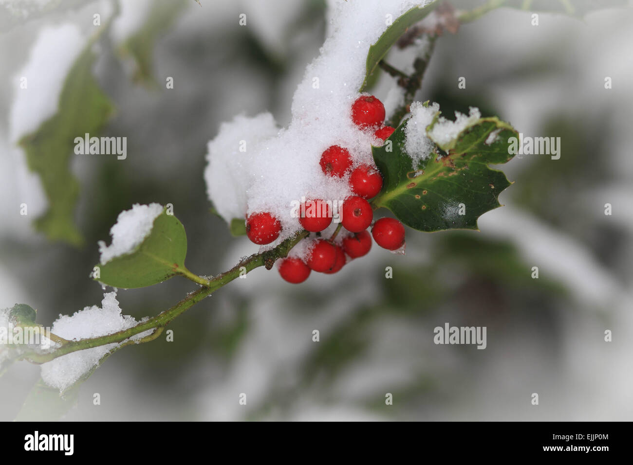 Holly Bacche di neve Foto Stock