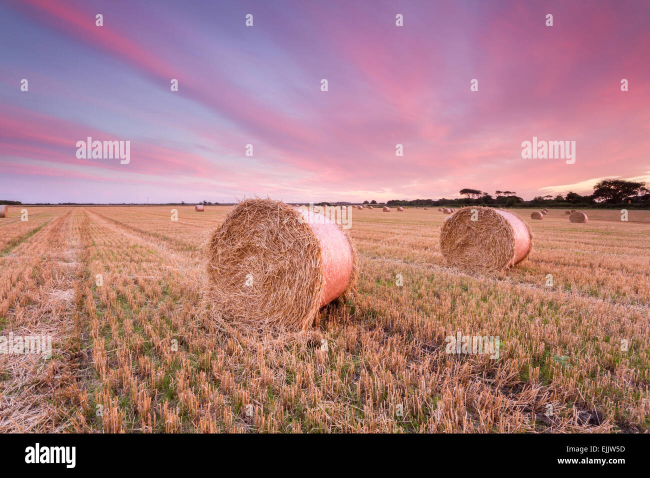 Balle di fieno, le balle di paglia in un coltivatore di raccolti di campo al tramonto come riempito il cielo con intensi colori rosa e viola, Northumberland. Foto Stock