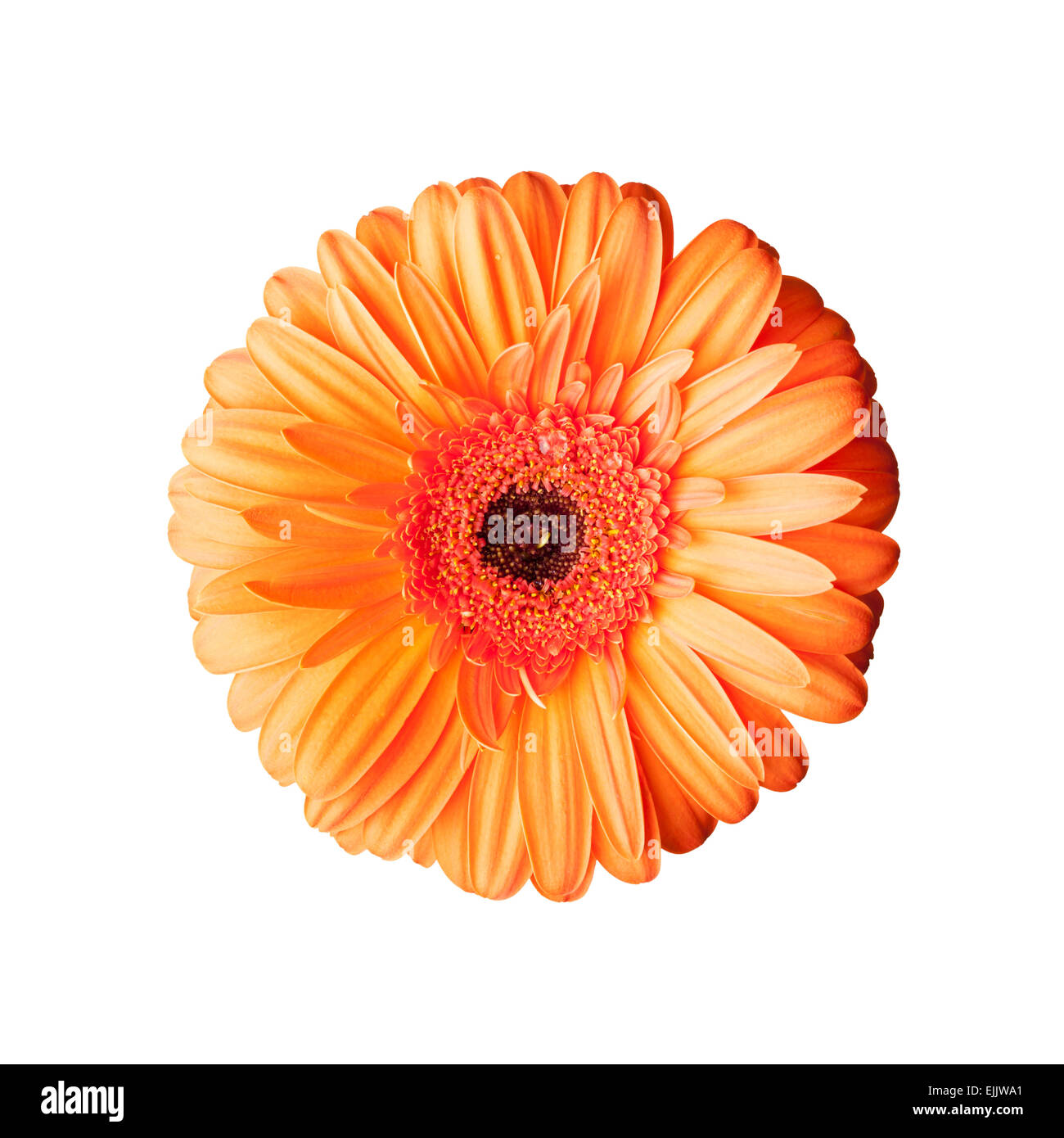 Rosso brillante fiore di gerbera isolati su sfondo bianco, vista dall'alto, foto macro Foto Stock