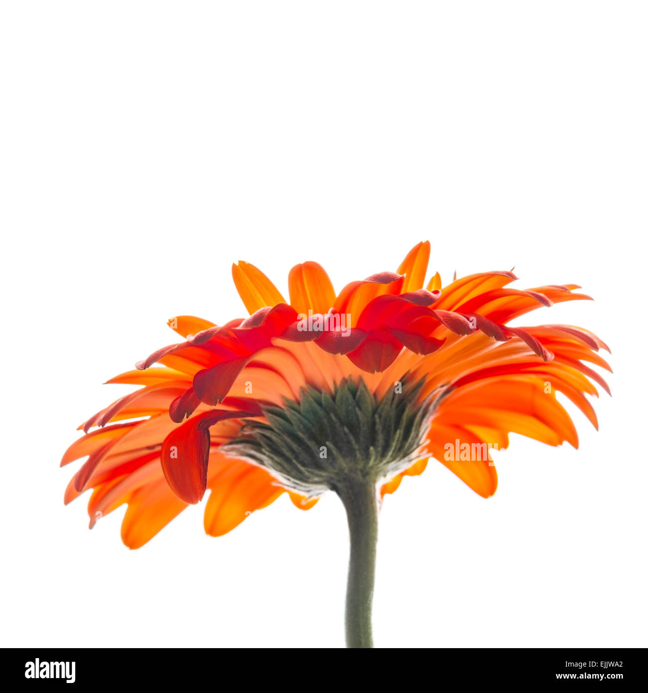 Rosso brillante fiore di gerbera isolati su sfondo bianco, foto macro con il fuoco selettivo Foto Stock