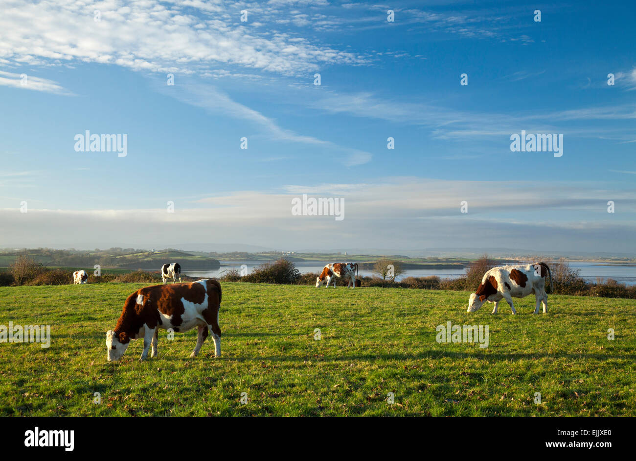 Il pascolo di bestiame sulle rive del fiume Moy, nella contea di Sligo, Irlanda. Foto Stock