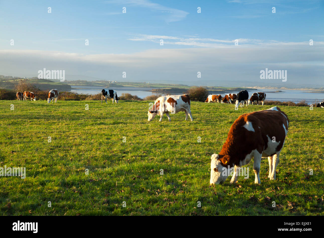 Il pascolo di bestiame sulle rive del fiume Moy, nella contea di Sligo, Irlanda. Foto Stock