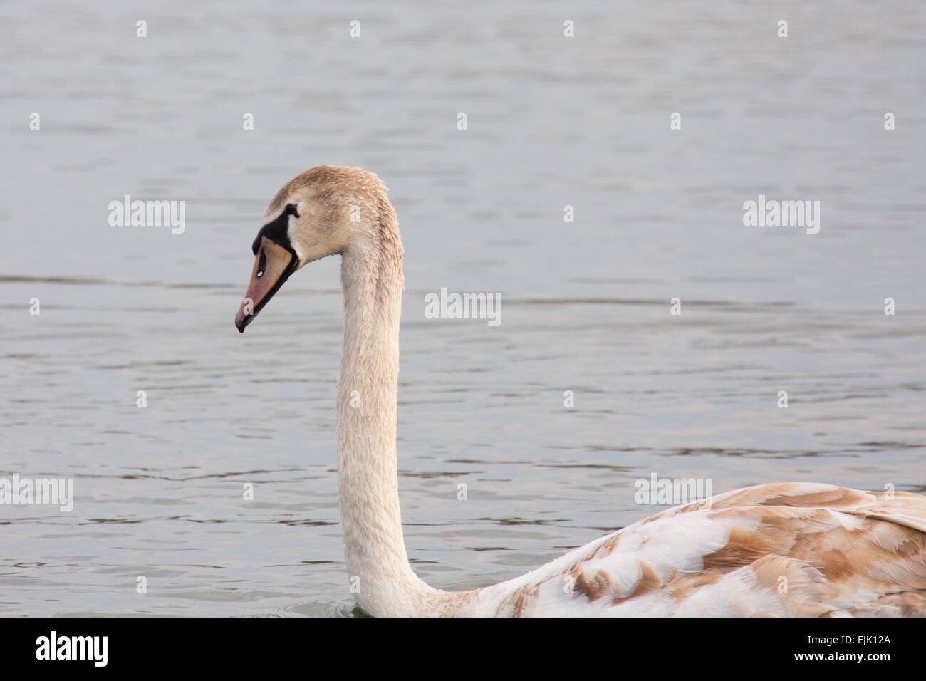 I capretti cigno ad estate Leys nella riserva naturale del Northamptonshire, Regno Unito. Foto Stock