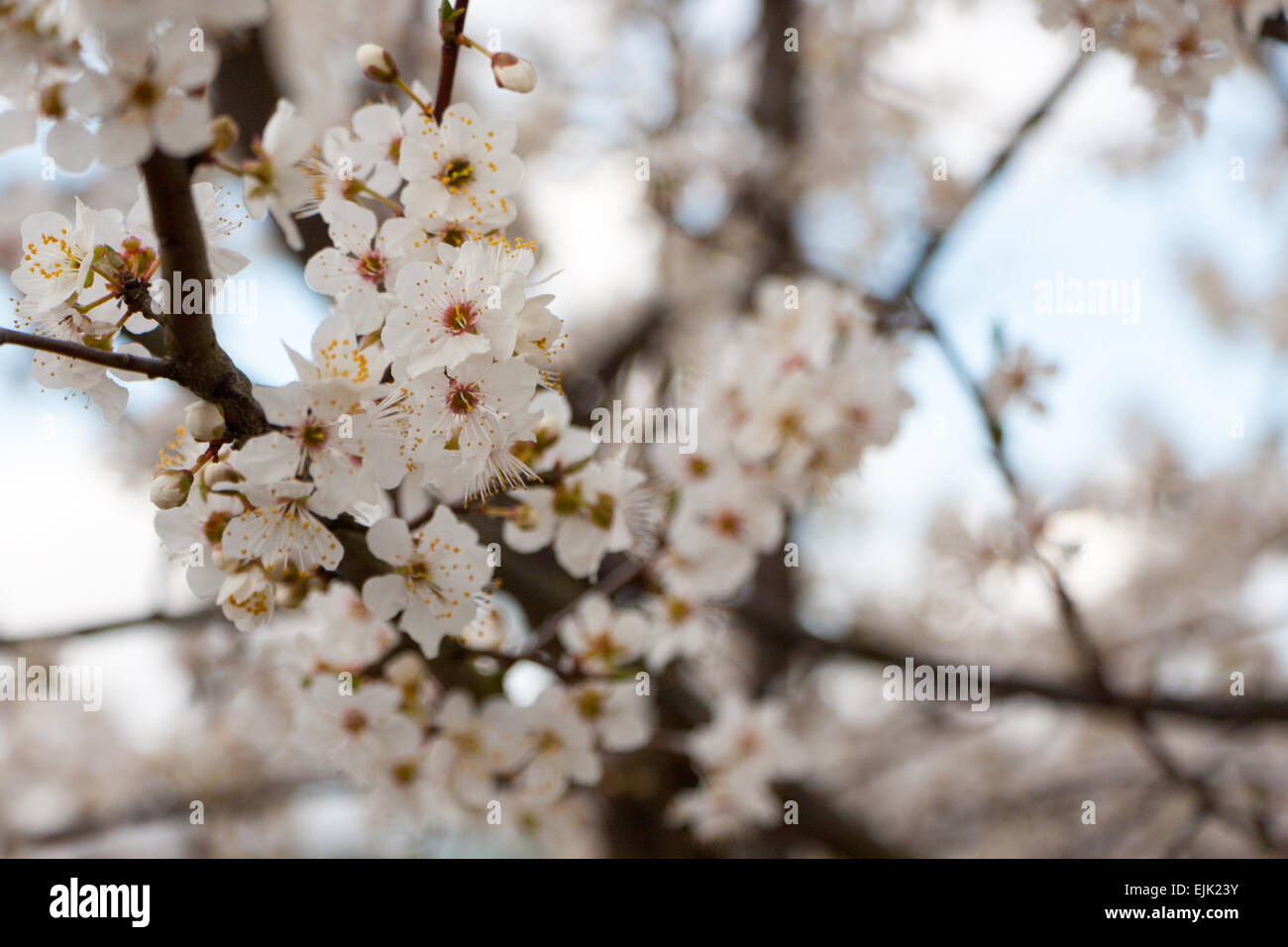 Fiore bianco fiori ciliegio annunciando l'inizio della primavera. Foto Stock