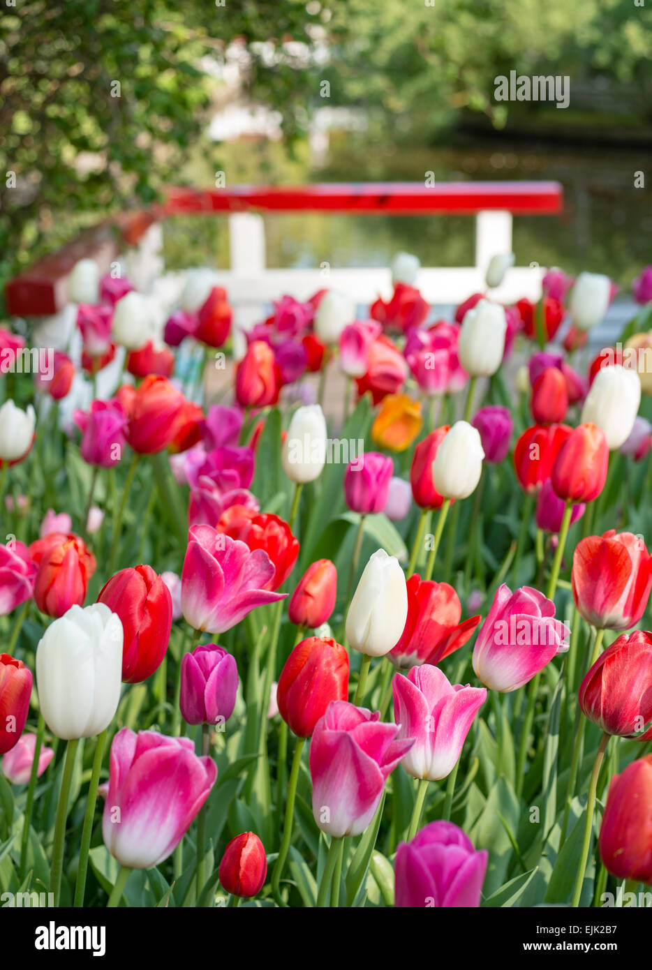 Fiore di primavera letto con rosso, bianco e tulipani magenta (Tulipa) in un parco Foto Stock