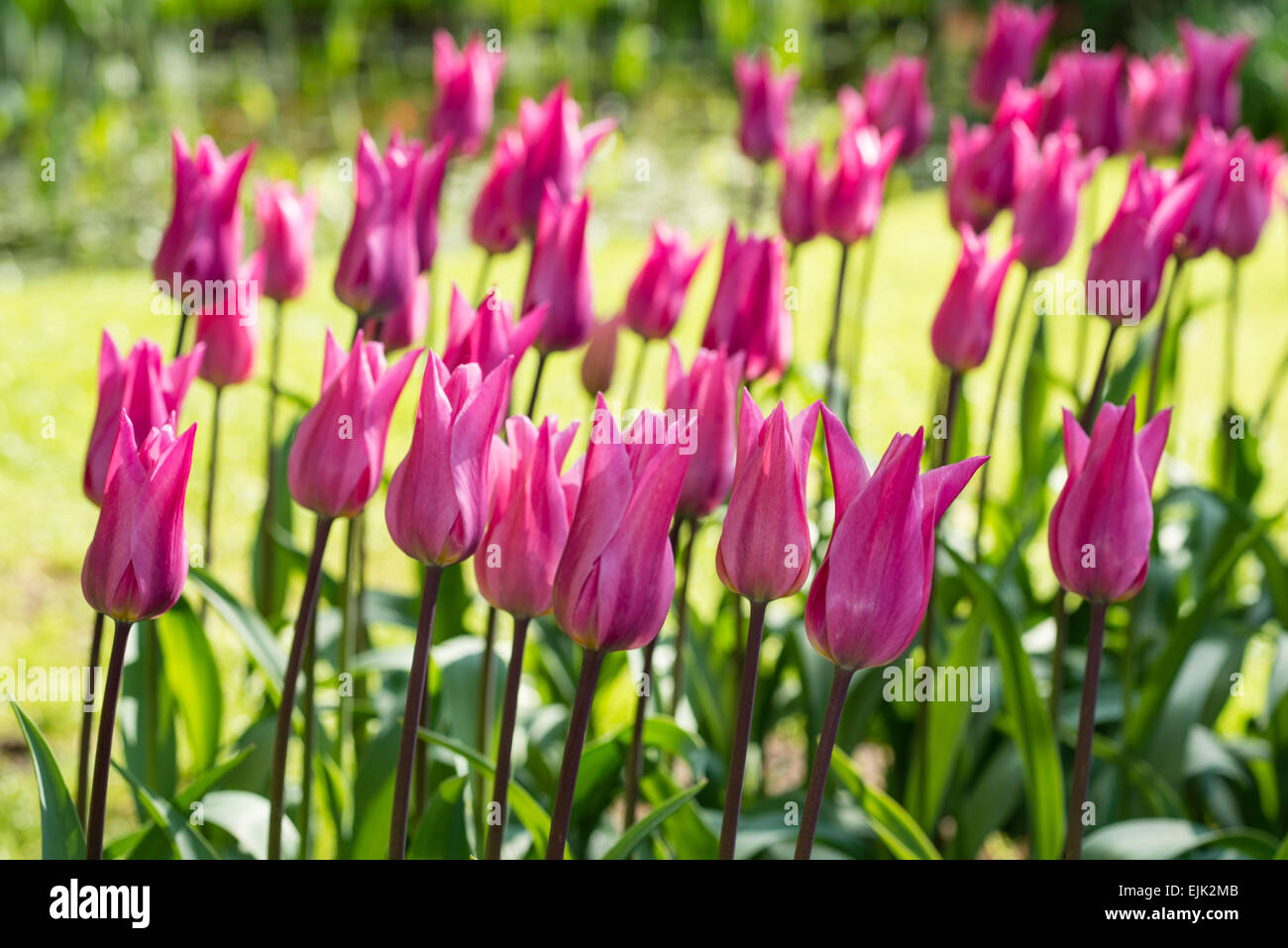Fiore di primavera letto con rosa, magenta (Tulipani Tulipa) Foto Stock