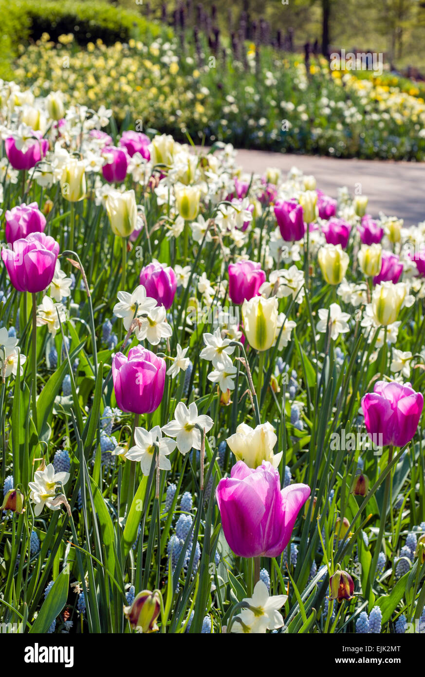 Fiore di primavera letto con rosa, magenta e bianco (tulipani Tulipa) e bianco narcisi in un parco Foto Stock