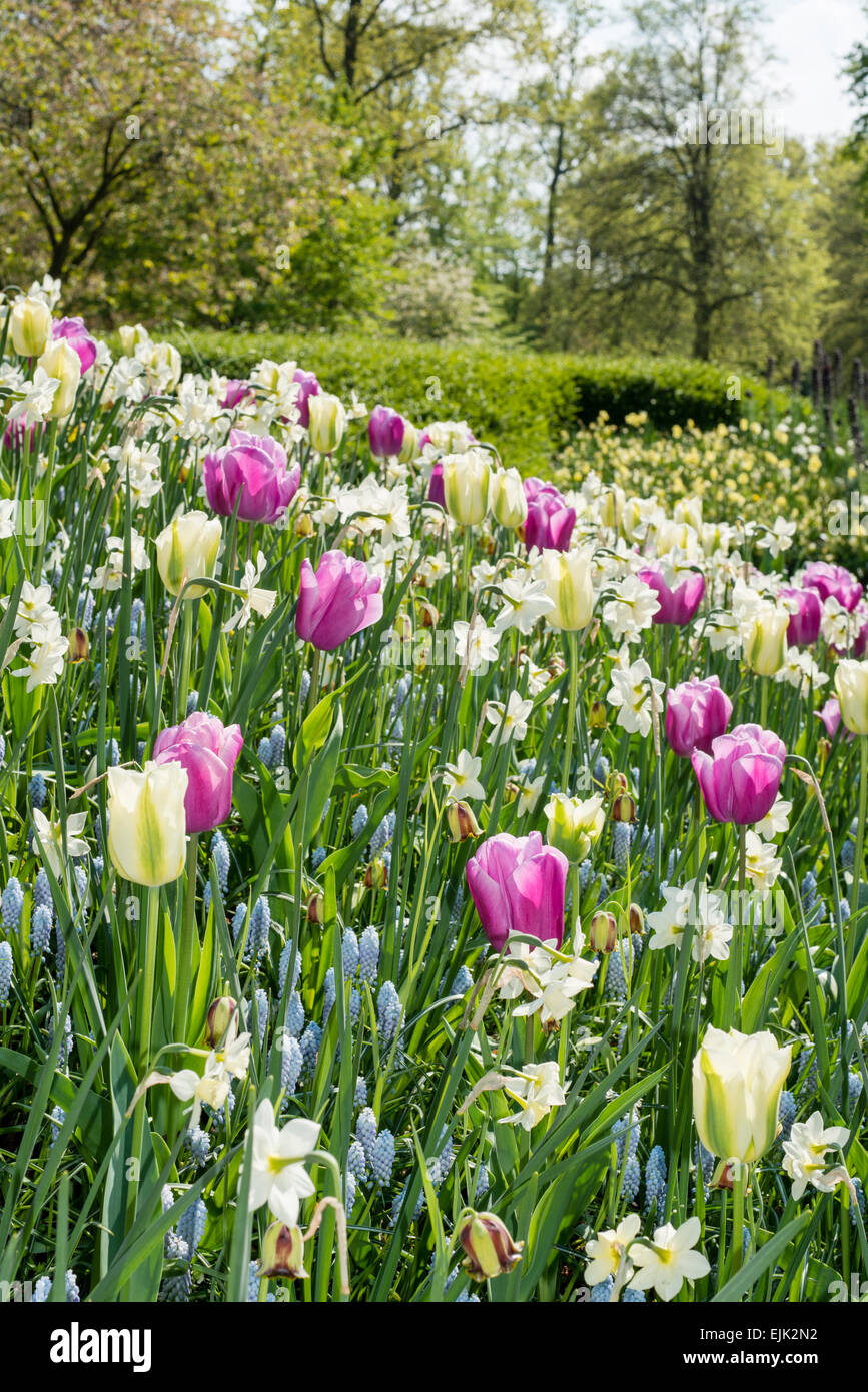 Fiore di primavera letto con rosa, magenta e bianco (tulipani Tulipa) e bianco narcisi in un parco Foto Stock