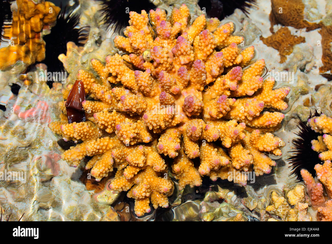 Close-up di un corallo duro in un rock pool, isola di Zanzibar Foto Stock