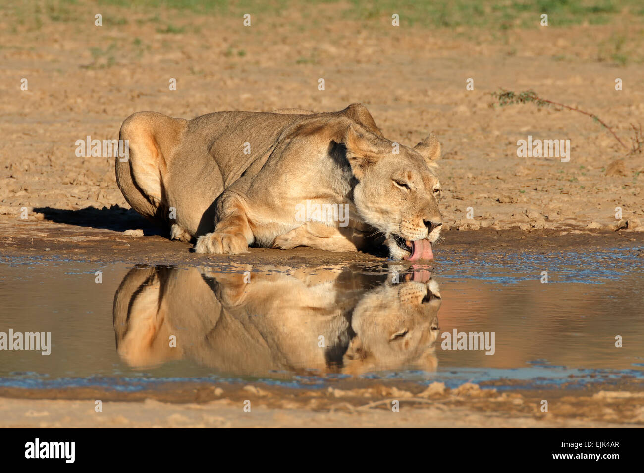 Leonessa (Panthera leo) bere a waterhole, deserto Kalahari, Sud Africa Foto Stock