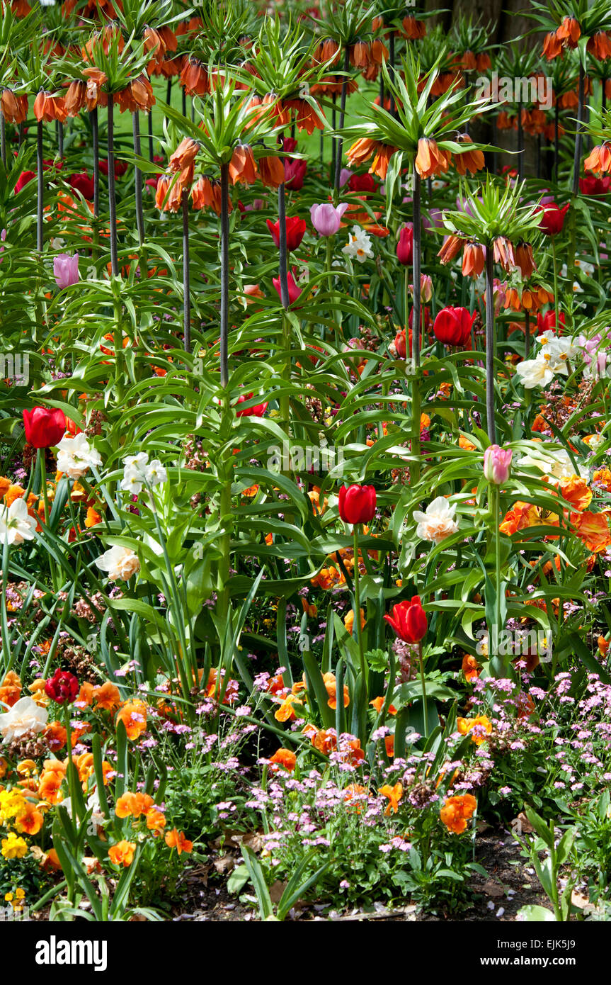 Frittilaria con tulipani e pansies Foto Stock