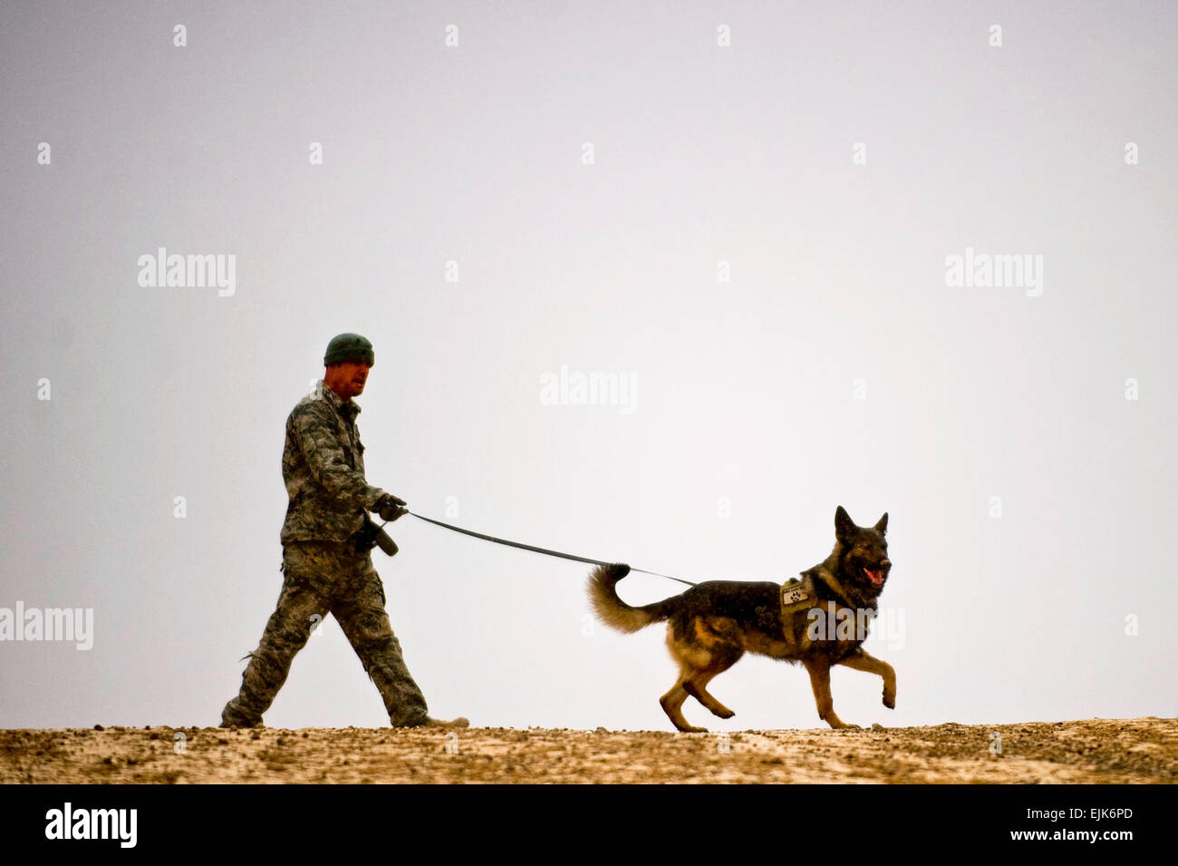 Il personale Sgt. Michael Stevens, un militare di cane da lavoro gestore per Team combinato Zabul, Afghanistan, esegue il suo lavoro militare/patrol rilevamento esplosivi cane Karo attraverso un dispositivo esplosivo di rilevamento sessione di formazione in avanti una base operativa Lagman. Il sergente Stevens e Karo fanno parte del team combinato Zabul. La squadra è composta di cani e di cani dalla Air Force, esercito e della Marina che aiuta a supportare le varie unità a livello FOB Lagman durante le pattuglie e altre varie missioni. Stati Uniti Air Force Photo/ Master Sgt. Adrian Cadice Foto Stock