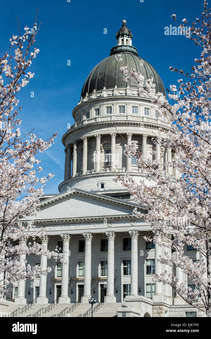 La Utah State Capitol durante le fioriture di 433 Yoshino ciliegi in Primavera 2015 Foto Stock