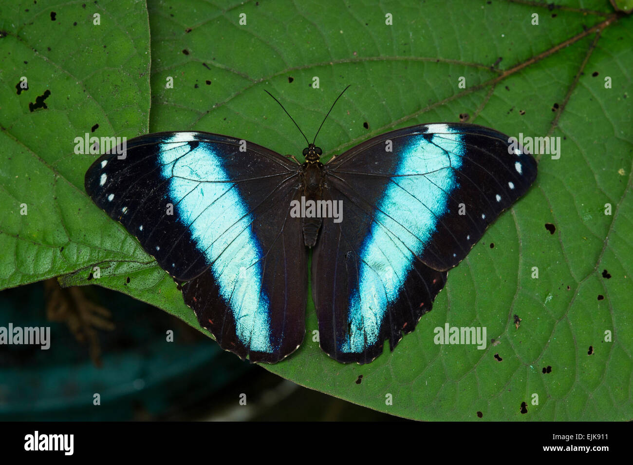 Helenor morpho, morfo helenor, Neotropical parco butterfly, Suriname Foto Stock