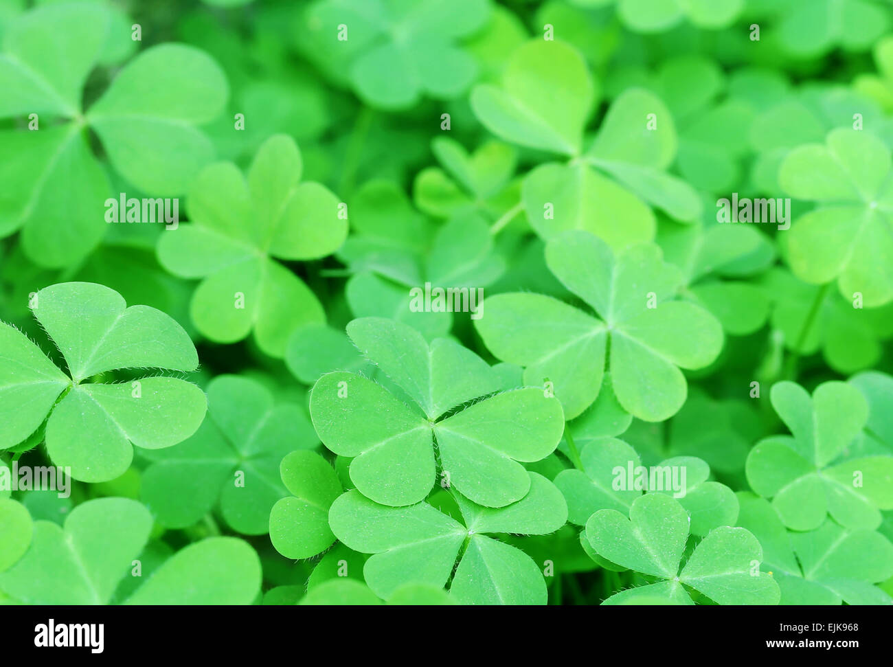 Sfondo di lussureggianti e verdi foglie di trifoglio Foto Stock