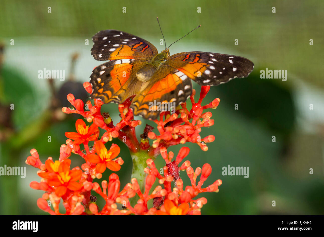 Brown peacock, Anartia amathea, Neotropical parco butterfly, Suriname Foto Stock