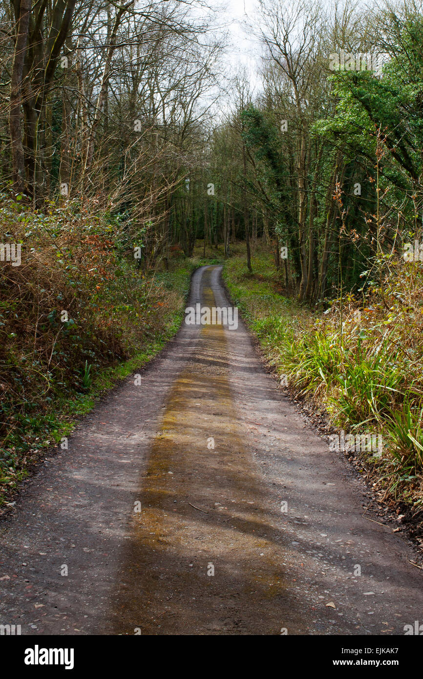 Una via attraverso boschi nella Contea di Durham. Foto Stock