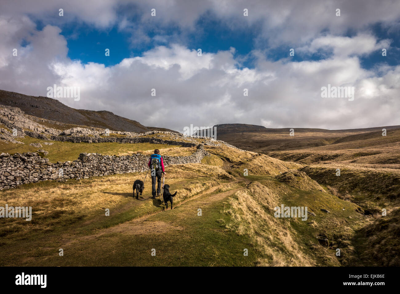 Direzione in alto il percorso Ingleborough da Ingleton in primavera con una persona a piedi due nero labrador cani REGNO UNITO Foto Stock