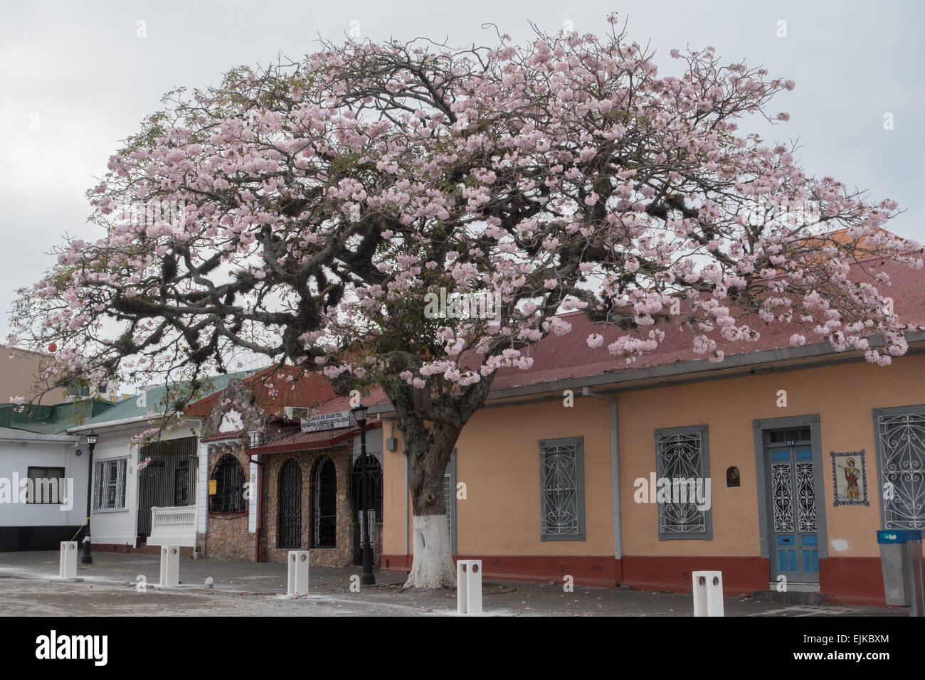 Tromba rosa (Tabebuia rosea) a San Jose, Costa Rica Foto stock - Alamy