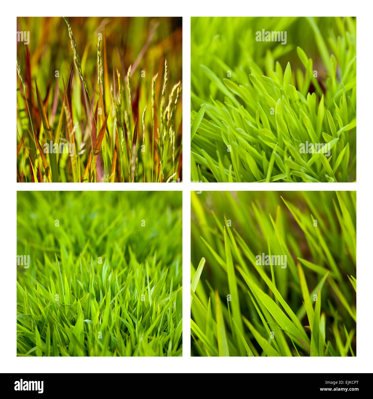 Collage di varie erba in un parco Foto Stock