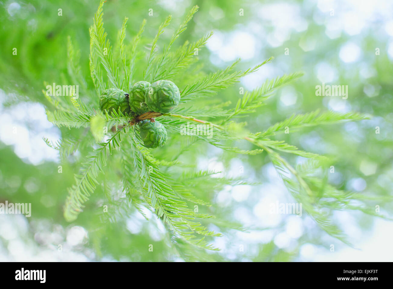 Pastello soleggiato cipresso succursale con vegetazione lussureggiante e verde coni. Stock photo selettivo con soft focus Foto Stock