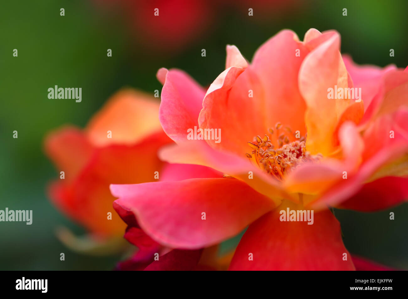 Di un bel colore rosa rosa gialla in giardino - Macro shot Foto Stock