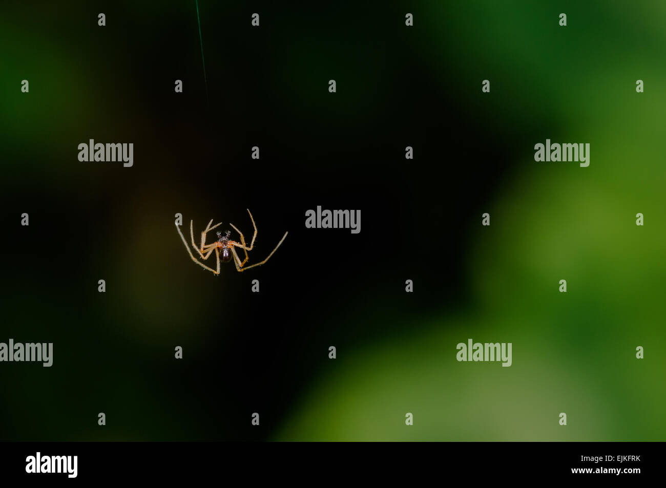 Unico piccolo spider la caduta di metà-aria Foto Stock