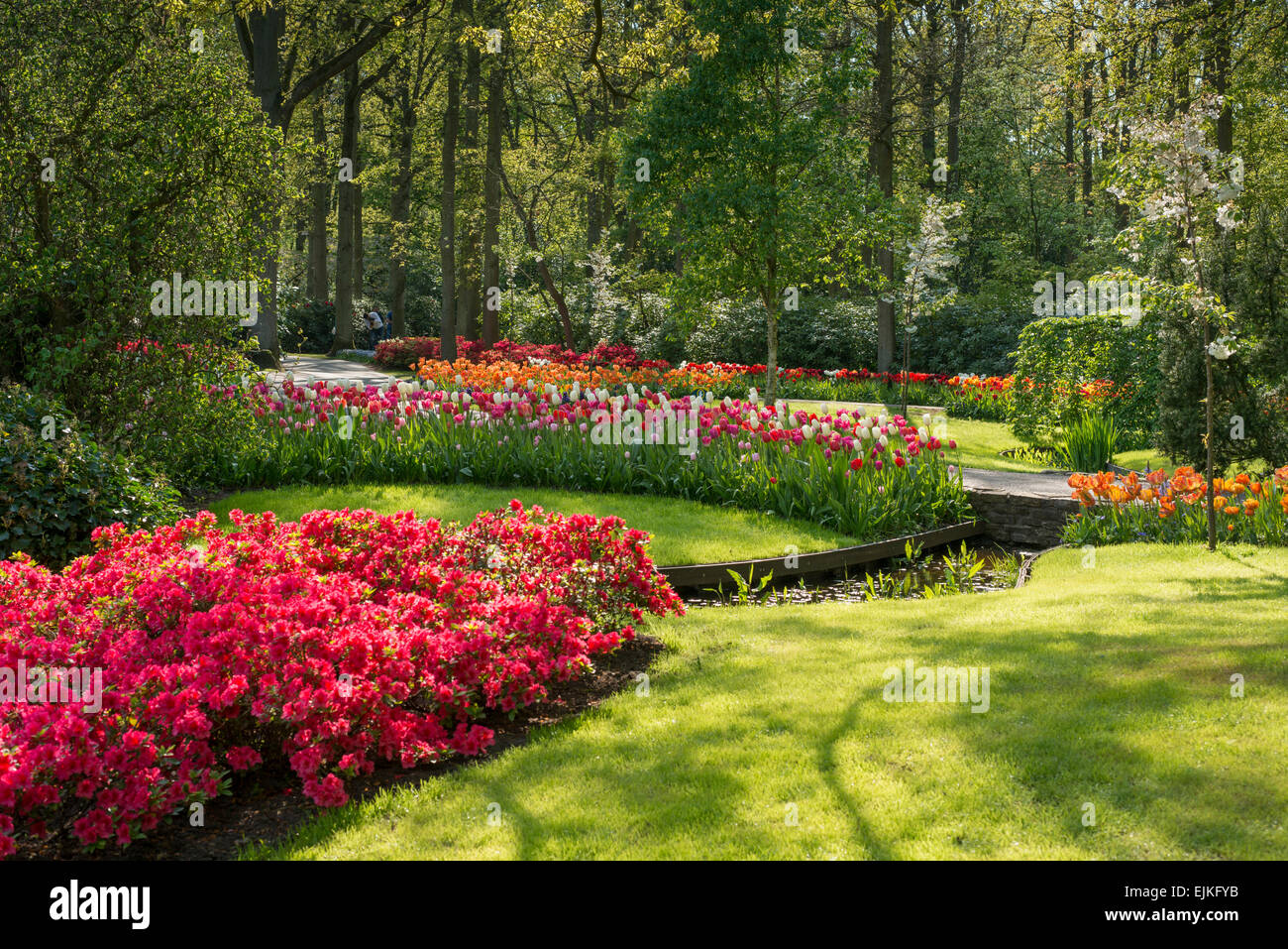 Fiore di primavera i letti con i tulipani (Tulipa) in un parco Foto Stock