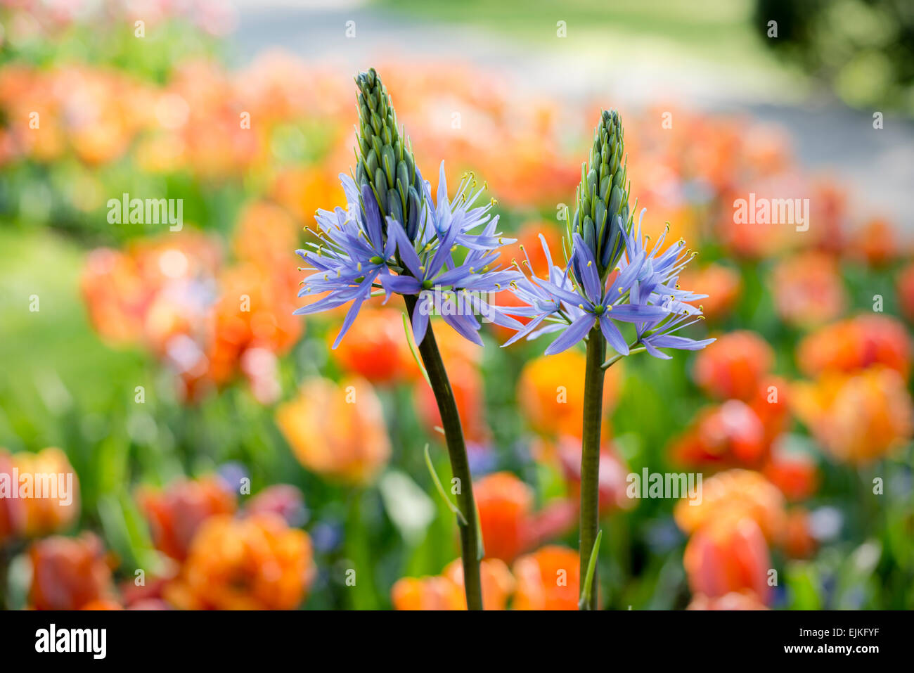 Grande camas (Camassia leichtlinii), blu Camassia, fiori di primavera Foto Stock