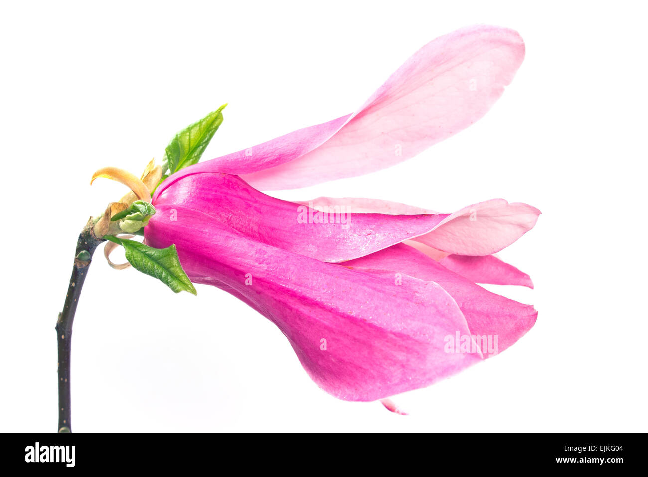 Fiore di Magnolia isolato su bianco Foto Stock