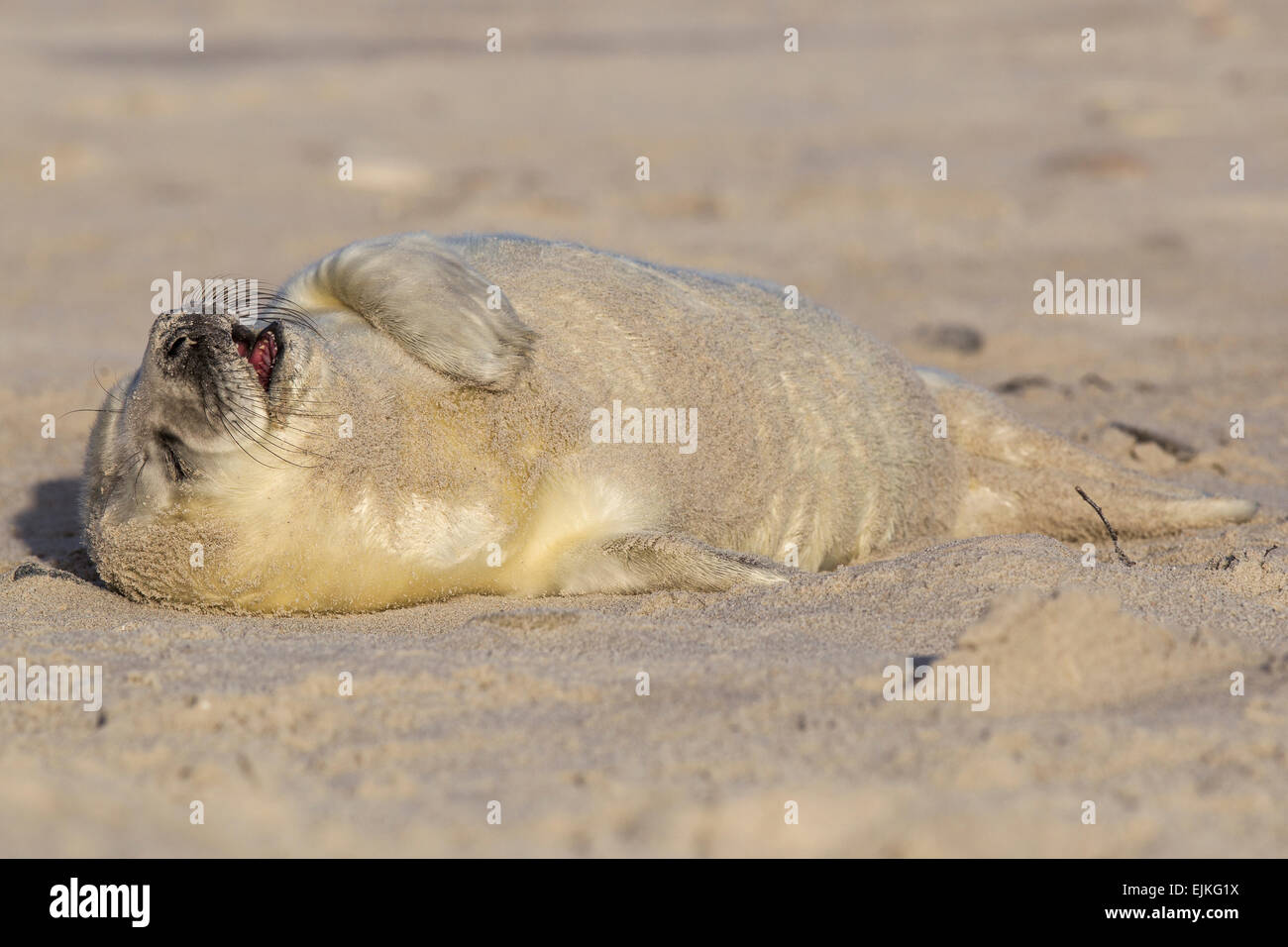 Guarnizione grigio, Kegelrobbe, Halichoerus grypus, Helgoland, neonato cucciolo di tenuta sulla spiaggia sbadigli Foto Stock