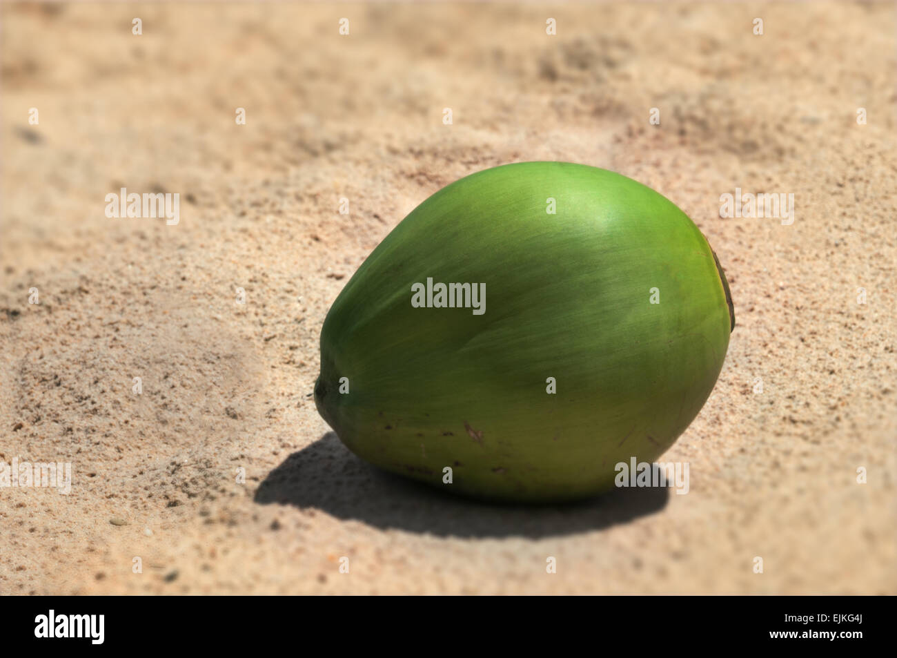 Singola nuova giovane noce di cocco verde in appoggio sulla calda sabbia soleggiate Foto Stock