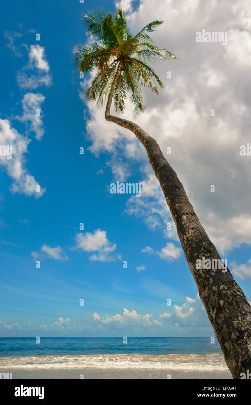 Tropical Beach Palm tree Trinidad e Tobago Maracas Bay blue sky e fronte mare Foto Stock