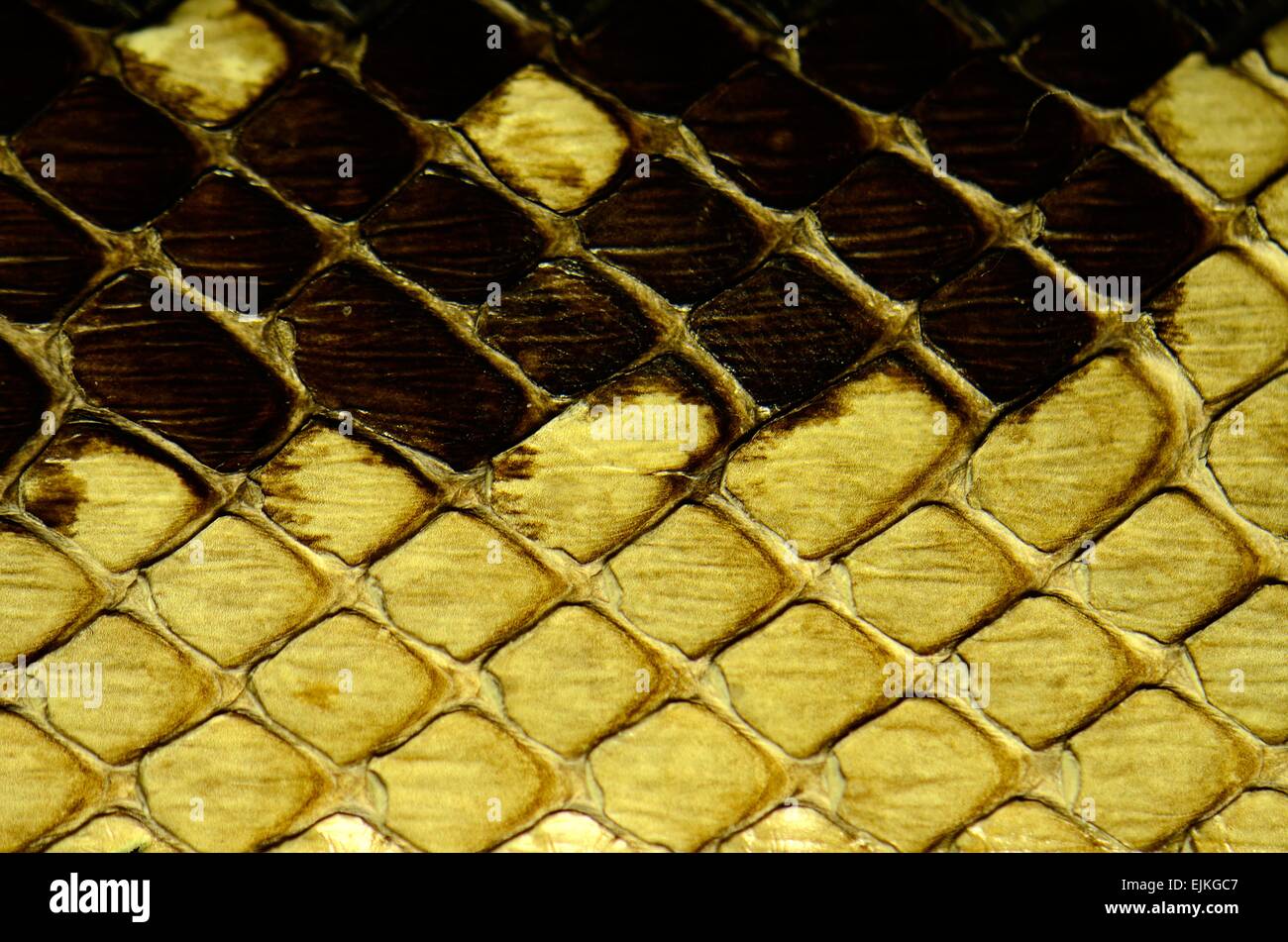Pelle di serpente con il modello di stile a losanga Foto Stock
