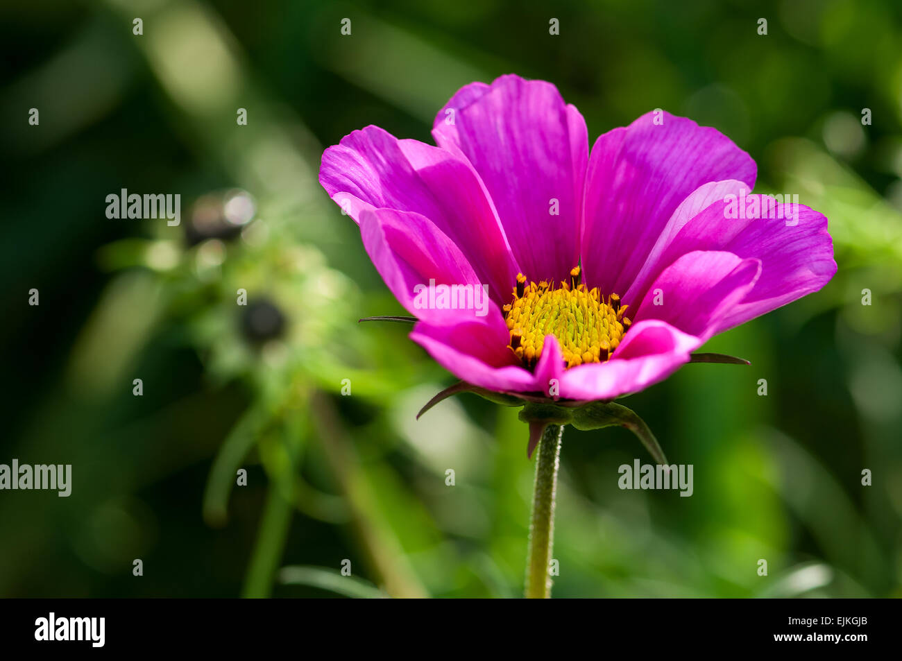 Impianto, Asteraceae, cosmos bipinnatus, fiore rosa, close up Foto Stock