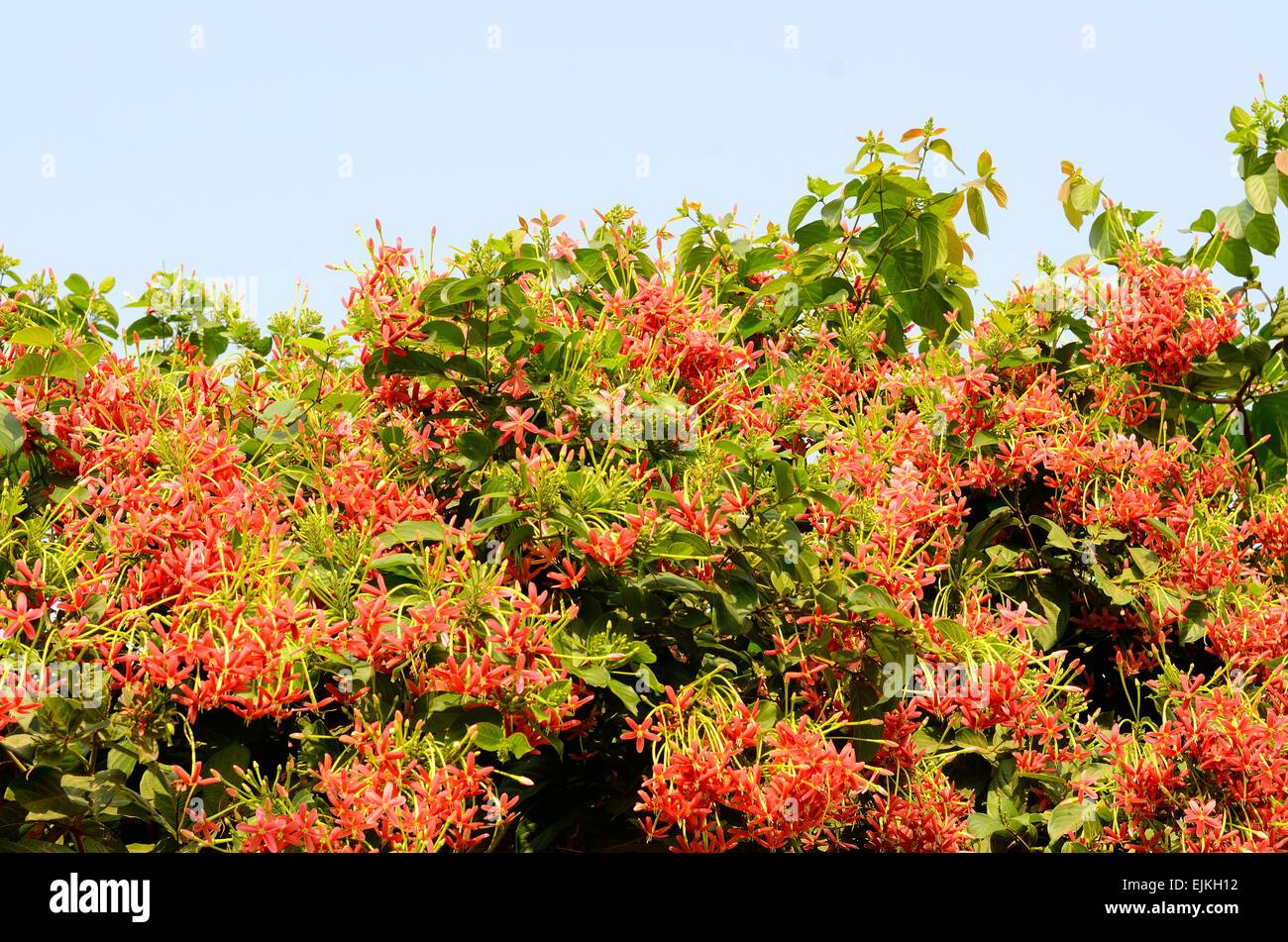 Bellissima messicana fiore del superriduttore (Centella asiatica) al Thai Flower Garden Foto Stock