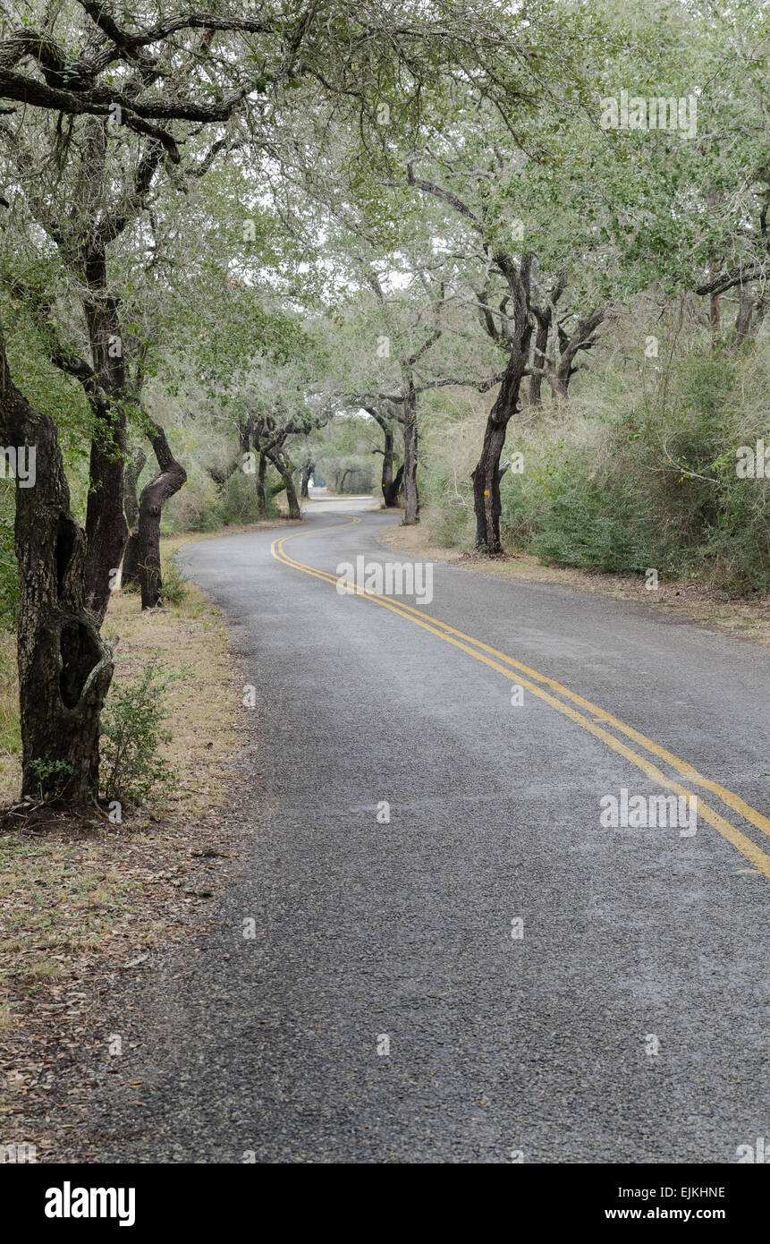 Tortuosa strada attraverso i lecci vicino la Texas Gulf Coast Foto Stock