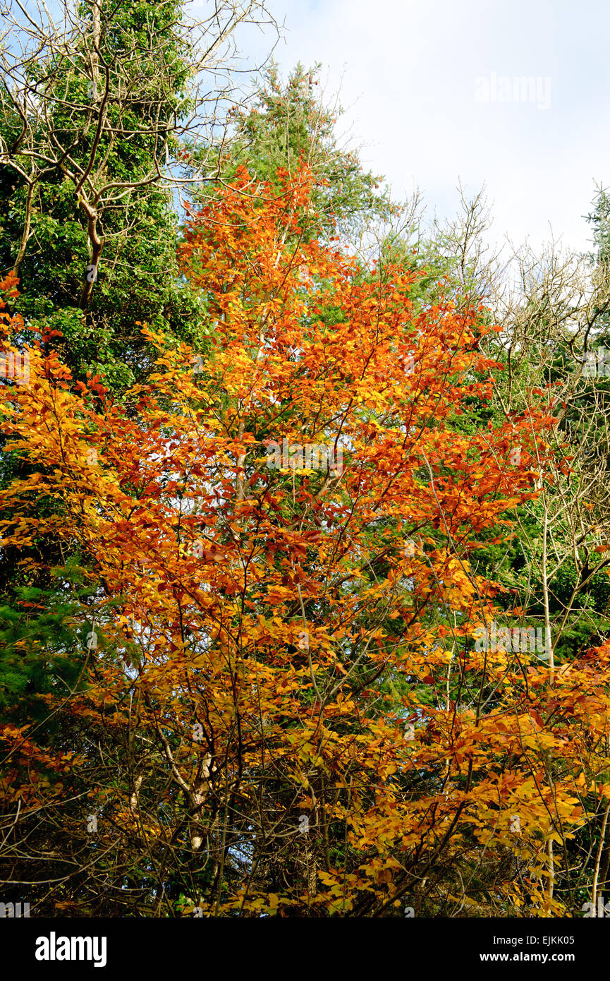 Oro bella stagione autunnale della foresta Foto Stock