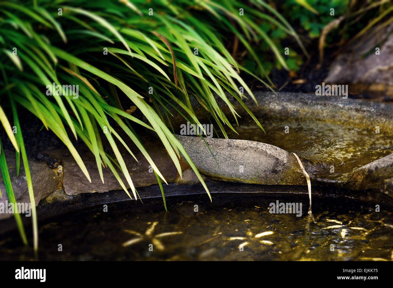 Stagno Zen Garden dettaglio il flusso di acqua e fogliame Foto Stock