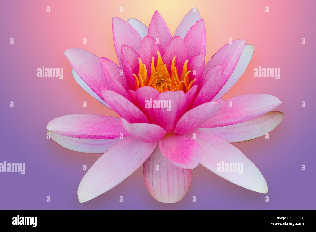 Lotus acqua giglio isolato con percorso di clipping rosa e viola Foto Stock
