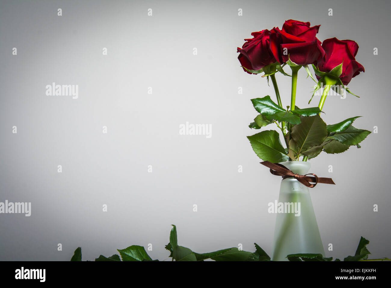 Rose rosse su sfondo vuoto Foto Stock