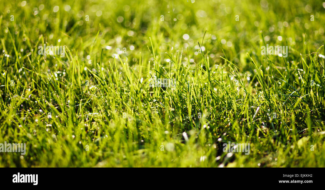Erba verde Foto Stock