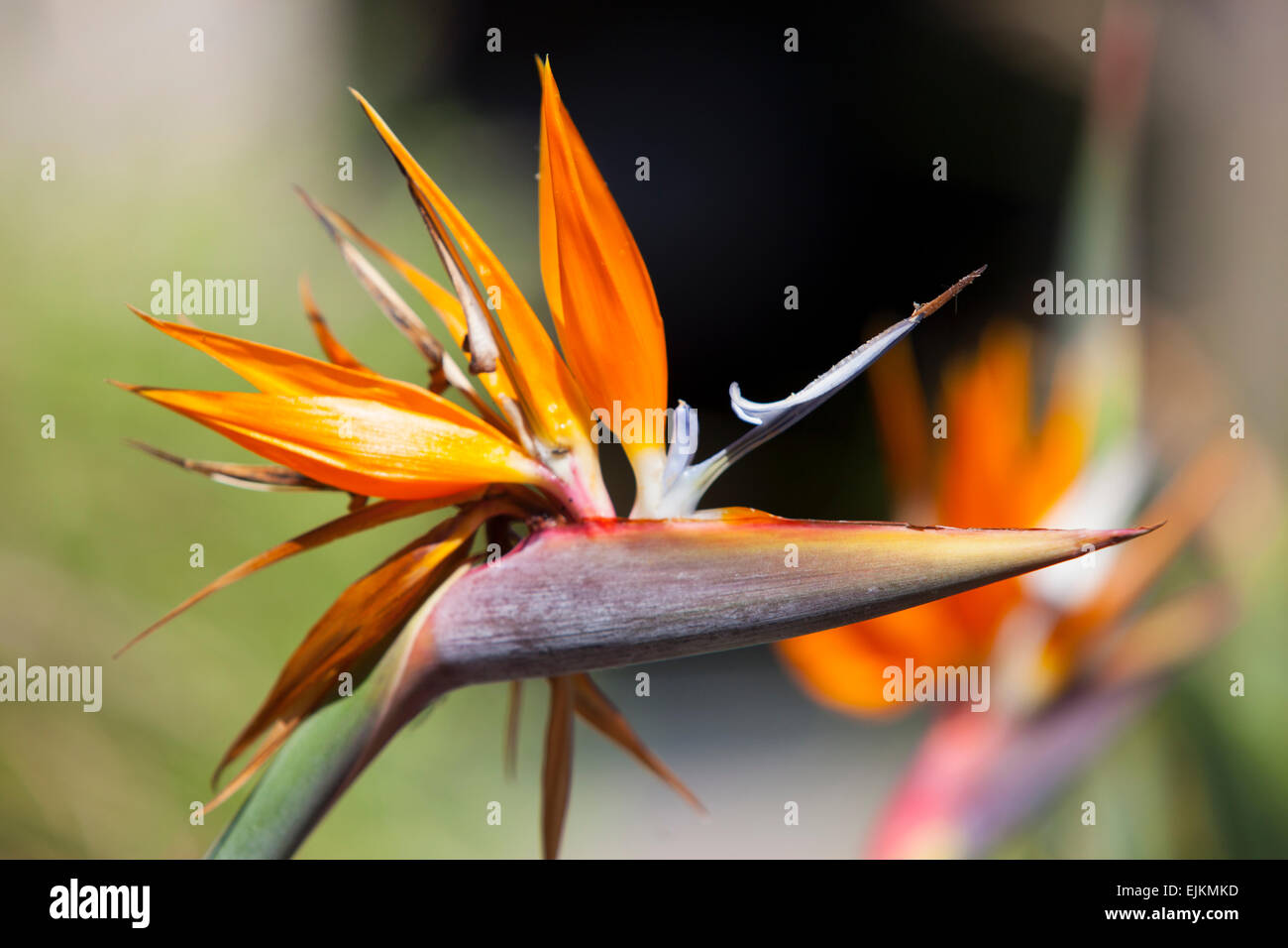 Uccello del paradiso fiore (Strerlitzia). Colonia del Sacramento, Uruguay. Foto Stock