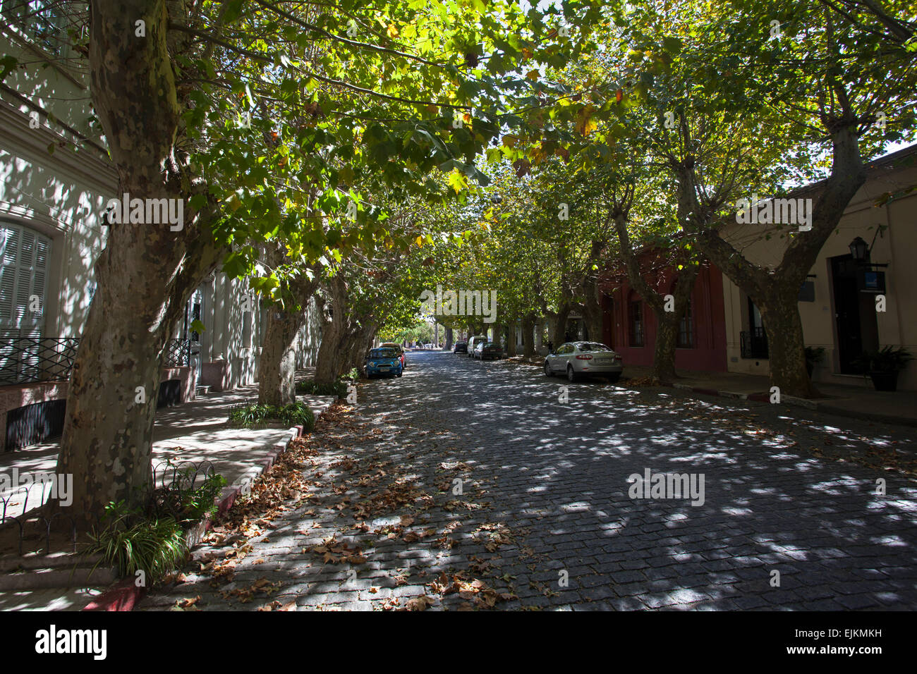 Strada alberata all'interno del quartiere storico di Colonia del Sacramento, Uruguay. Foto Stock