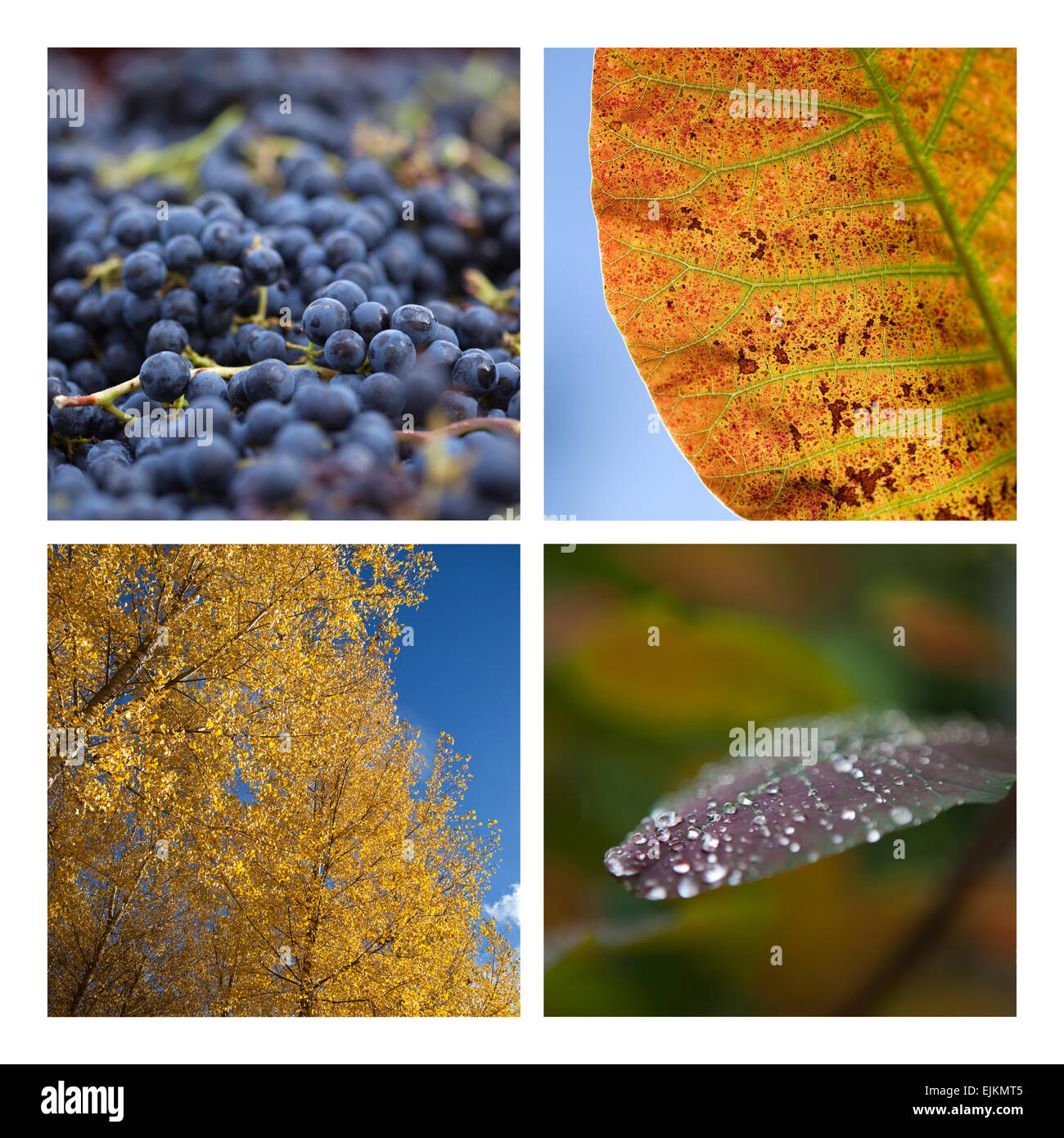 Close up di autunno atmosfere su un collage Foto Stock