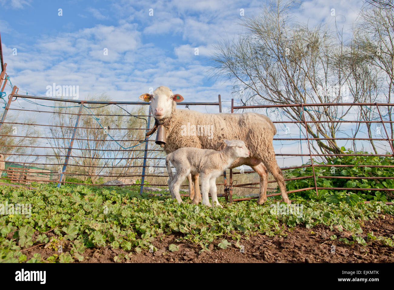 Abbacchio e la sua materna pecore madre, Estremadura, Spagna Foto Stock