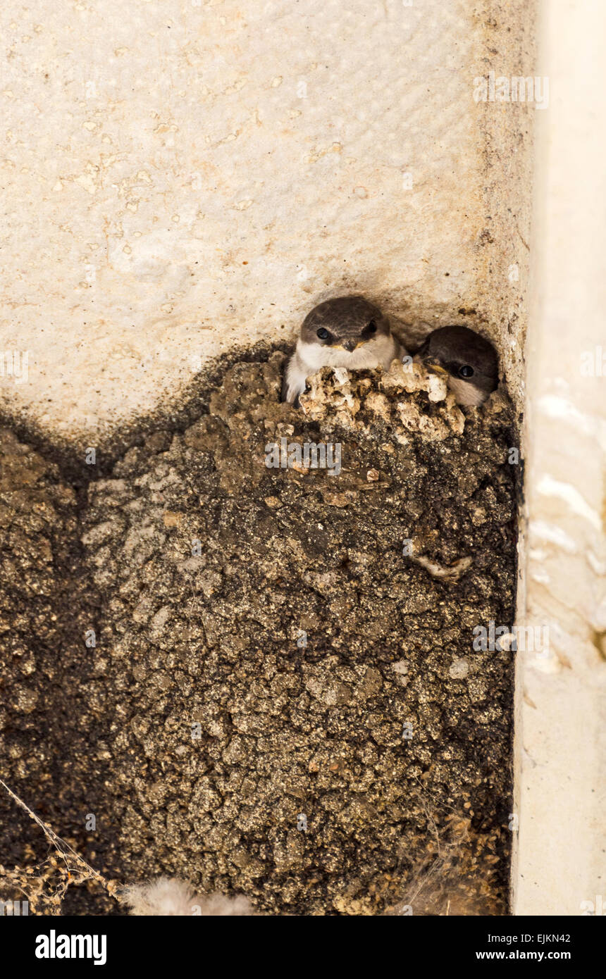 Due capretti house martins (Delichon urbicum) in un nido sotto un balcone in Chagny, Borgogna, Francia. Foto Stock